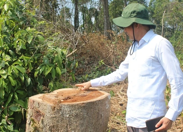 Lãnh đạo UBND tỉnh Đồng Nai kiểm tra hiện trường nơi xảy ra vụ phá rừng sau khi Báo Nhân Dân điện tử phản ánh.