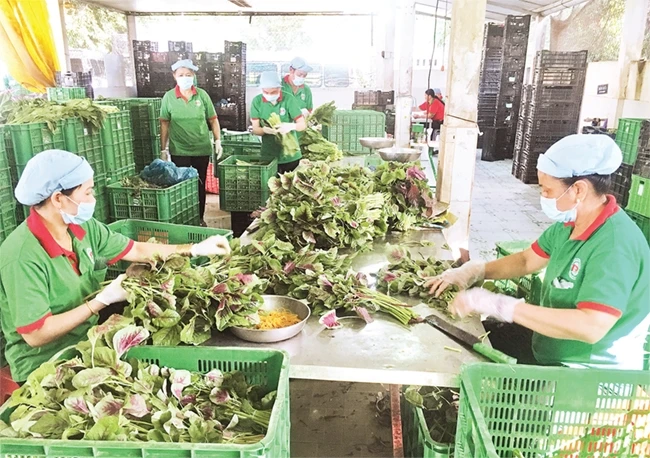 Hoạt động sản xuất rau an toàn tại HTX nông nghiệp - thương mại - dịch vụ Phú Lộc, huyện Củ Chi.