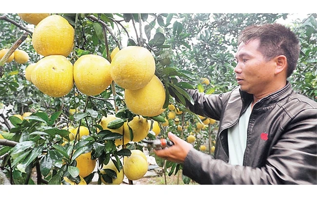 Anh Phùng Văn Hà chăm sóc cây bưởi.
