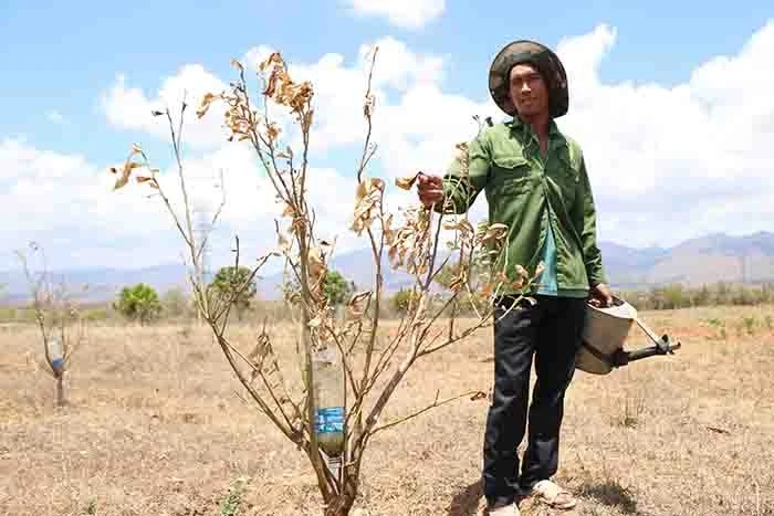 Đã nhiều tháng qua, anh Bùi Anh Thọ chua xót nhìn hàng trăm cây bưởi, mãng cầu chết khô vì thiếu nước tưới.