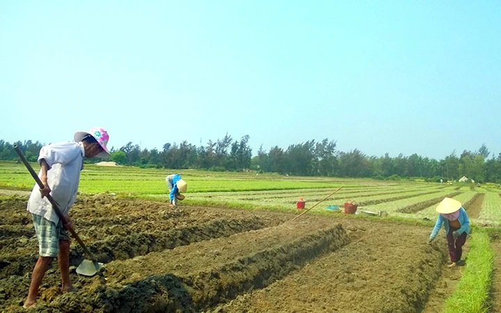 Vụ hè thu năm nay, nhờ chuyển đổi cơ cấu cây trồng từ lúa sang cây lạc, nông dân xã Bình Nam, huyện Thăng Bình (Quảng Nam) không phải trăn trở về việc thiếu nước tưới. Ảnh: SƯƠNG BIÊN