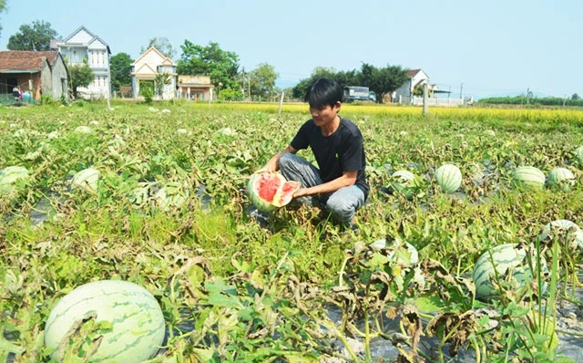 Do sản xuất theo phong trào, nông dân trồng dưa hấu ở Quảng Ngãi rơi vào cảnh “được mùa mất giá”.