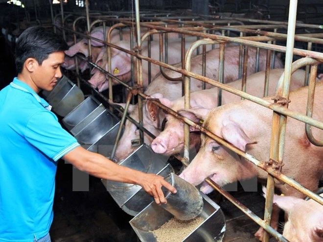 Nguồn cung thịt lợn chưa phục hồi do dịch tả lợn châu Phi.