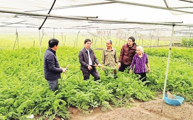 Ðồng chí Phạm Hồng Quân (thứ hai bên trái), Bí thư Ðảng ủy thị trấn Yên Ninh, huyện Yên Khánh, tỉnh Ninh Bình, cán bộ luân chuyển không là người địa phương, trao đổi kỹ thuật sản xuất với nông dân.