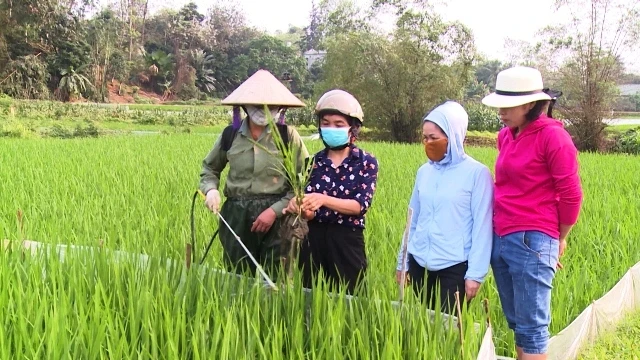 Cán bộ Chi cục Trồng trọt và Bảo vệ thực vật tỉnh Tuyên Quang kiểm tra tình hình sâu bệnh hại lúa và hướng dẫn nhân dân cách phòng trừ.