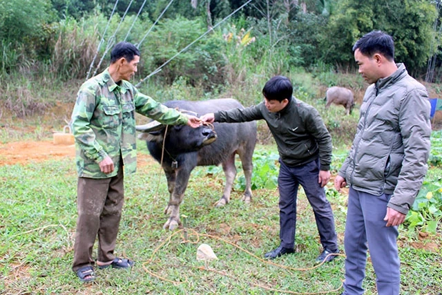 Đàn trâu ở huyện Định Hoá có nguy cơ phát dịch bệnh vì không được tiêm phòng kịp thời.