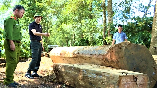 Công an tỉnh Đắk Lắk kiểm tra số gỗ mà Tiệp cất ngoài rẫy cà-phê.
