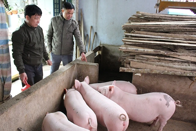 Hiện nay, đàn lợn trên địa bàn tỉnh Thái Nguyên chỉ bằng 75% so với trước khi có dịch tả lợn châu Phi.