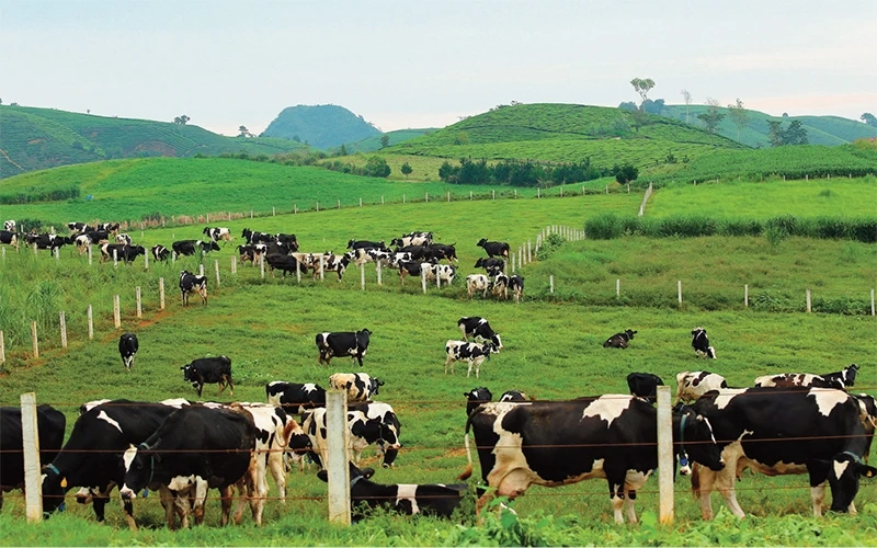 Trang trại bò sữa của VNM tại Mộc Châu. (ẢNH: VNM)