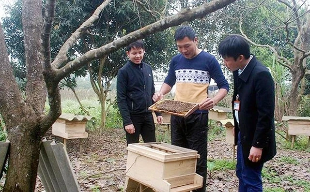 Áp dụng công nghệ nuôi ong lấy mật ở Hà Giang.