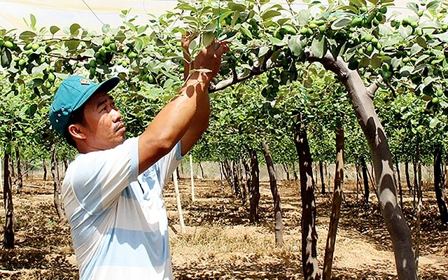  Người dân thôn Bảo Vinh, xã Phước Vinh (huyện Ninh Phước, tỉnh Ninh Thuận) trồng táo theo tiêu chuẩn VietGAP mang lại hiệu quả kinh tế cao. Ảnh: TIẾN MẠNH