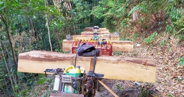 Hiện trường vụ khai thác rừng trái phép ngày 29-2, tại tiểu khu 277 thuộc xã Đăk Rơ Nga, huyện Đăk Tô.