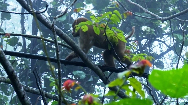 Cá thể khỉ vàng quý hiếm được thả về tự nhiên.
