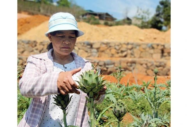Bà Cil K’Pút chăm sóc vườn a-ti-sô đang vào mùa thu hoạch.