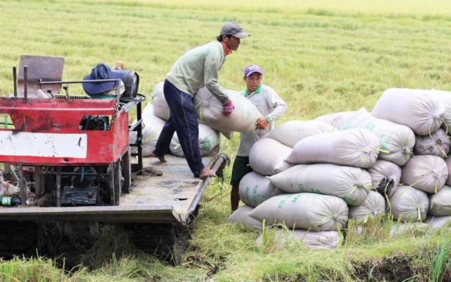 Nông dân tỉnh Long An thu hoạch lúa vụ đông xuân 2019-2020.