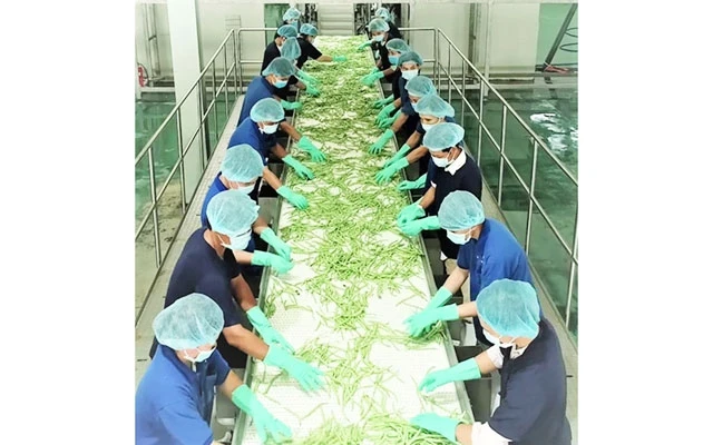 Chế biến rau, củ, quả ở Nhà máy Tanifood tại huyện Gò Dầu (Tây Ninh) đạt chuẩn Lead Silver của Mỹ, áp dụng công nghệ 4.0 trong quản lý và vận hành. Ảnh: MỘC TRÀ