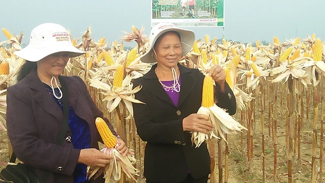 Xây dựng nông thôn mới kiểu mẫu, nhân dân xã Đồng Liên, TP Thái Nguyên phát triển vùng sản xuất ngô hàng hóa.