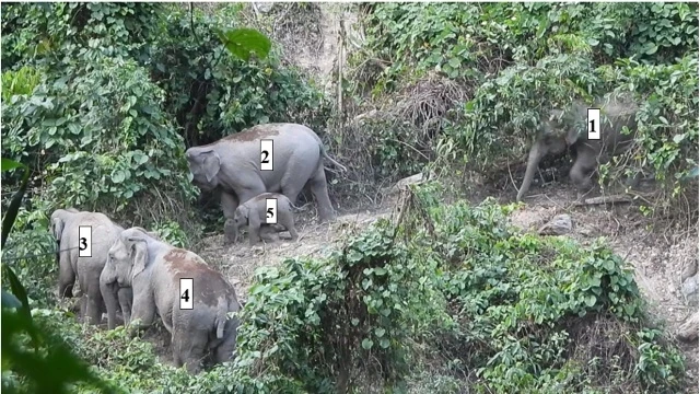 Đàn voi xuất hiện tại KBT loài và sinh cảnh voi huyện Nông Sơn.