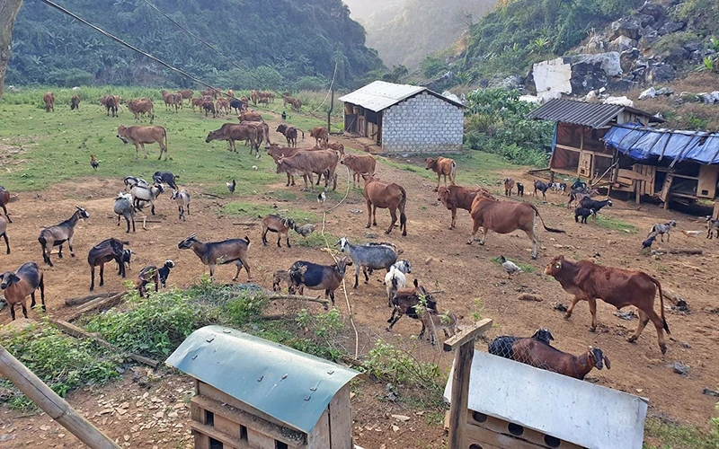 Trang trại nuôi bò, dê của anh Nguyễn Mạnh Hùng ở xã Châu Lộc (Quỳ Hợp) cho lợi nhuận hàng trăm triệu đồng/năm.