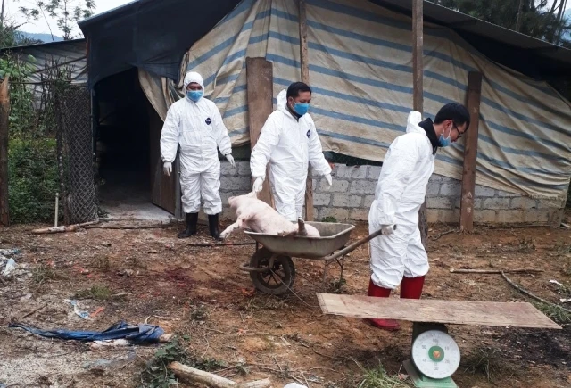 Cán bộ Thú y tiêu hủy lợn nhiễm dịch TLCP ở thôn Bản Súng, xã Vân Tùng, huyện Ngân Sơn.