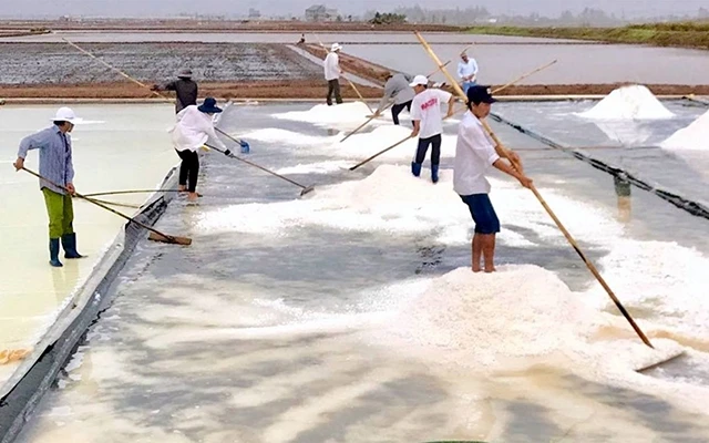 Người dân huyện Ðông Hải (Bạc Liêu) thu hoạch muối. Ảnh: THANH CƯỜNG