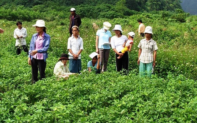 Phụ nữ dân tộc Bru Vân Kiều được hướng dẫn kỹ thuật trồng lạc giống mới.