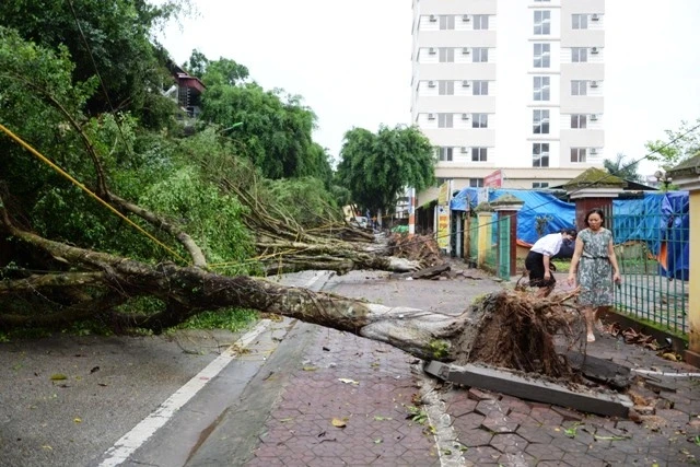 Những cây si lớn bị lốc xoáy quật đổ la liệt ở khu vực Đền Thượng, TP Lào Cai.
