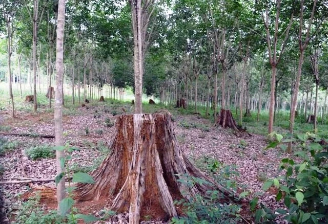 Rừng cao-su đã phủ xanh trên đất rừng nghèo tại huyện Bảo Lâm.
