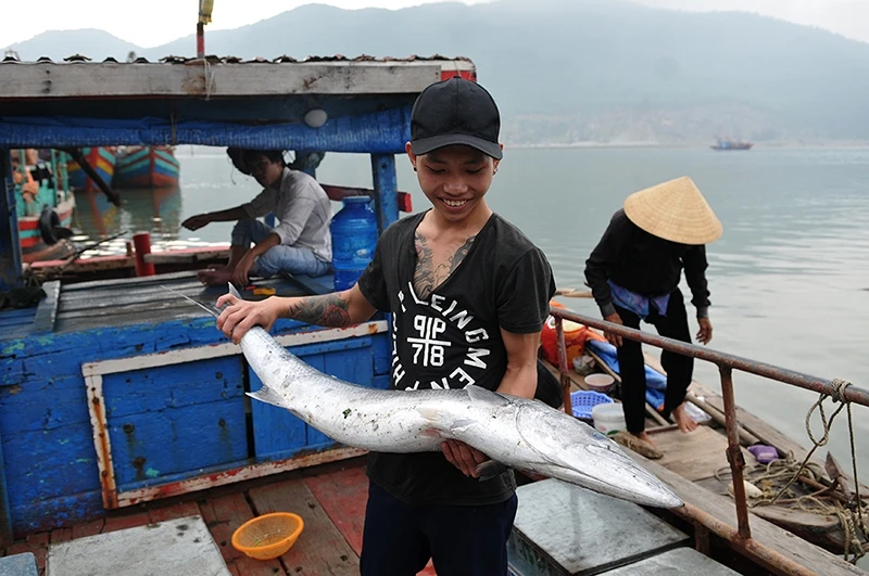 Con cá nhộng khoảng 15kg mới được ngư dân đánh bắt từ biển mang về cảng.