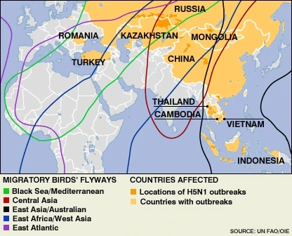 Ca tử vong thứ tư do nhiễm cúm gia cầm ở Indonesia, Trung Quốc xuất hiện đợt dịch mới