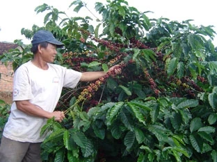 Kiểm tra sự phát triển của cây Ca-phê ở Huyện Đác Min.