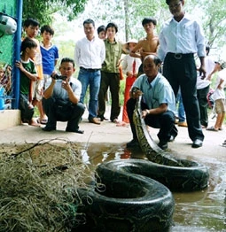 Con trăn nặng trên 100kg bắt được tại Vườn chim Bạc Liêu trưa 16-7.