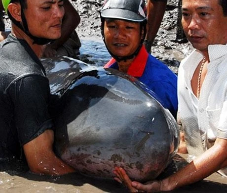 Bác bỏ tin đồn nhảm “nhiều cá voi vùng ven biển Bạc Liêu chết là do tận thế”