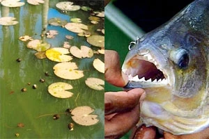 Ốc bươu vàng và cá hổ là những loài sinh vật lạ được nhập vào Việt Nam trước đây.