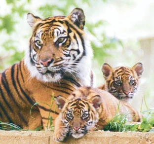 Tại một khu bảo tồn hổ ở Ấn Độ.