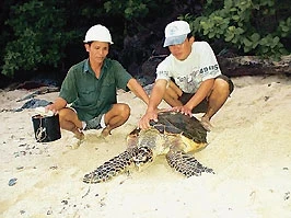 Nhân viên Vườn quốc gia Côn Đảo chăm sóc rùa đẻ.