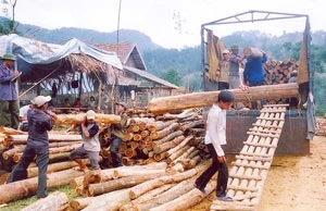 Sản phẩm gỗ rừng trồng của Lâm trường Tân Phong. (Ảnh: báo Tuyên Quang)