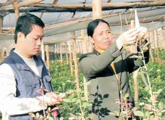 Nông dân xã Ngọc Chiến (Mường La, Sơn La) sản xuất hoa trong nhà lưới.