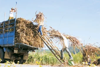 Nông dân Phú Yên thu hoạch mía.