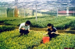 Viện KHKT nông lâm nghiệp miền núi phía bắc đã lai tạo và thành công nhiều giống chè mới có năng suất cao.