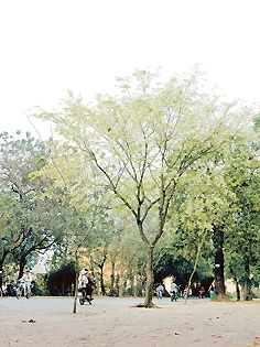 Cây sưa trên đường phố Hà Nội.