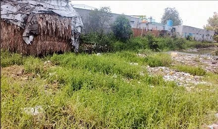 Một con kênh ở xã Ðông Thạnh (Hóc Môn) ngập đầy rác, cỏ dại, nước kênh đen bốc mùi hôi thối.