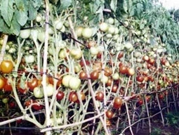 Cà chua ghép trĩu quả, chống chọi tốt với bệnh tật.