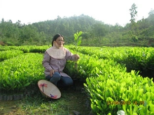 Công nhân công ty CP Minh Sơn chăm sóc vườn ươm giống.