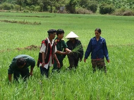 Bộ đội Công ty 72 (Binh đoàn 15) hướng dẫn người dân tộc Gia Rai trồng lúa.